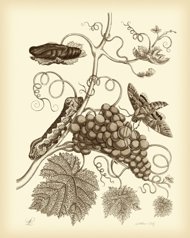 Nature Study in Sepia III