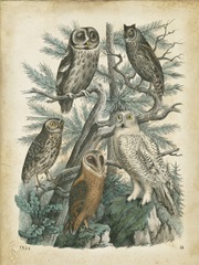 Nature's Gathering III