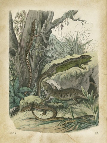 Nature's Gathering V