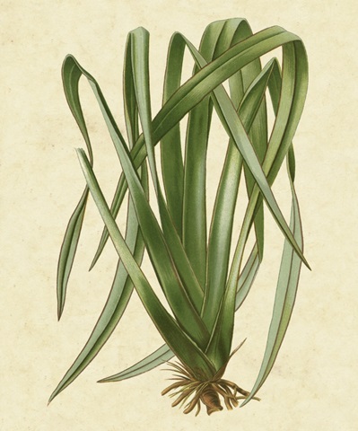New Zealand Flax