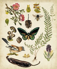 A Walk in the Forest II