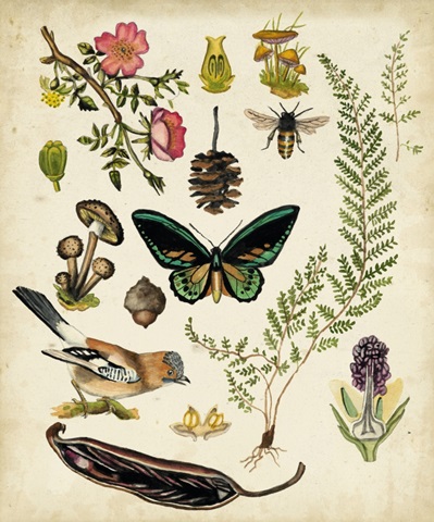 A Walk in the Forest II