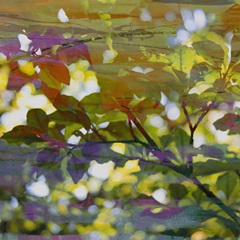 Abstract Leaf Study II