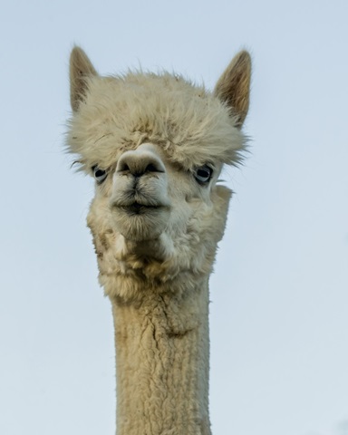 Alpaca Portrait IV