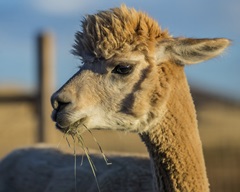 Alpaca Portrait VI