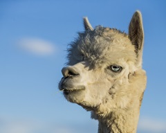 Alpaca Portrait VII