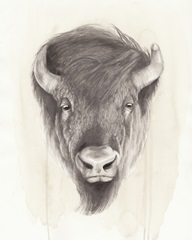 American Wilderness II