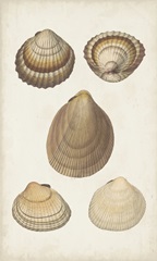 Antiquarian Shell Study III