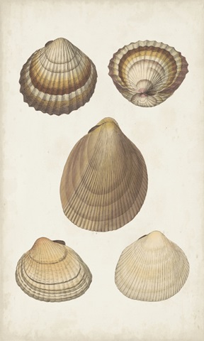 Antiquarian Shell Study III