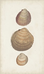 Antiquarian Shell Study IV