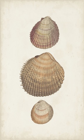 Antiquarian Shell Study IV