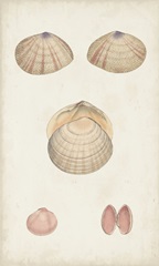 Antiquarian Shell Study V