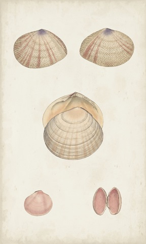 Antiquarian Shell Study V