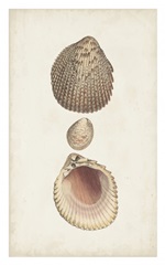 Antiquarian Shell Study VI