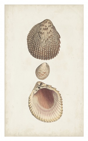 Antiquarian Shell Study VI