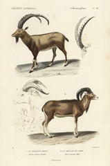 Antique Antelope and Ram Study