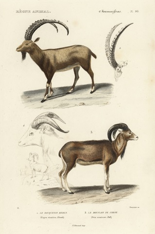 Antique Antelope and Ram Study