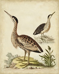 Antique Bird Menagerie III