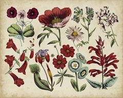 Antique Botanical Chart I