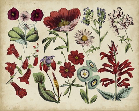 Antique Botanical Chart I