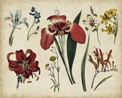 Antique Botanical Chart II