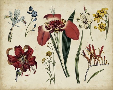 Antique Botanical Chart II