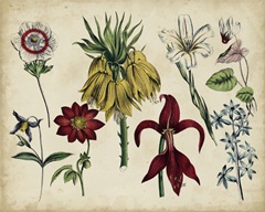 Antique Botanical Chart III
