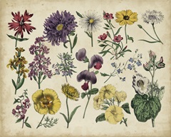 Antique Botanical Chart IV