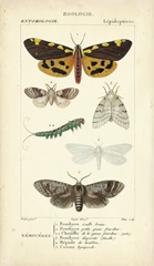 Antique Butterfly Study I