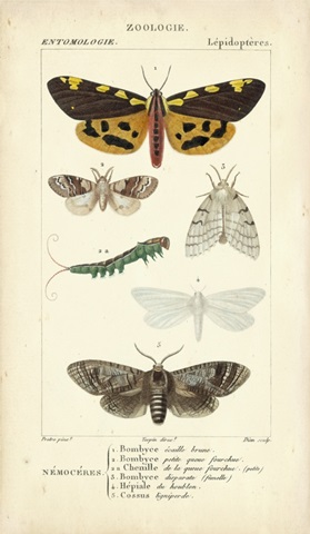 Antique Butterfly Study I
