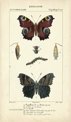 Antique Butterfly Study II