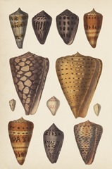 Antique Cone Shells I