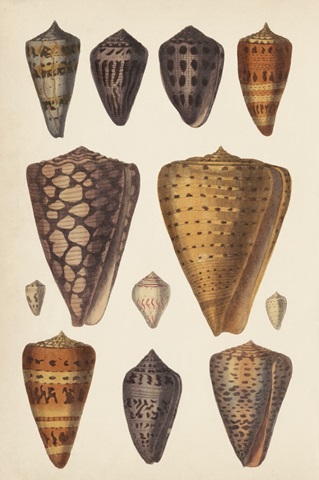 Antique Cone Shells I