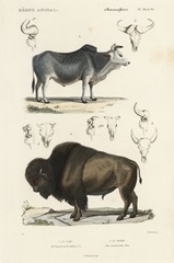 Antique Cow and Bison Study