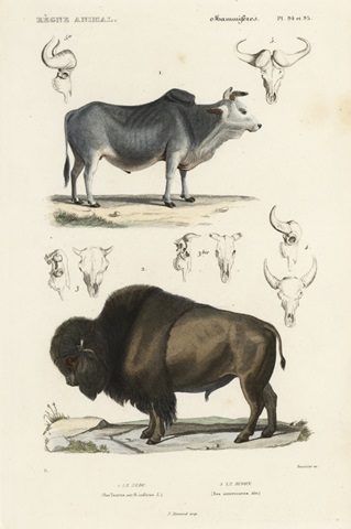 Antique Cow and Bison Study