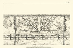 Antique Diagram for Espaliers I