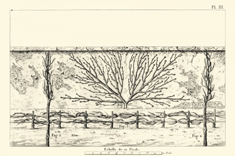 Antique Diagram for Espaliers I