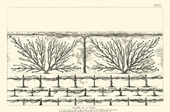 Antique Diagram for Espaliers II