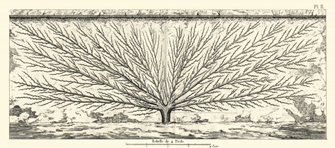 Antique Diagram for Espaliers III