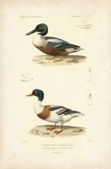 Antique Duck Study II