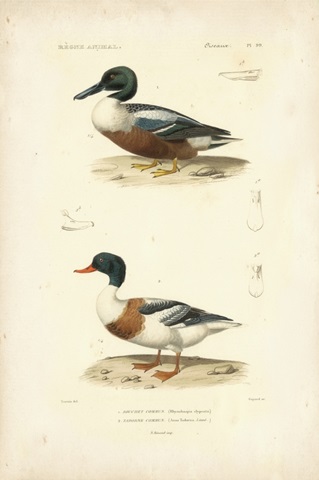 Antique Duck Study II