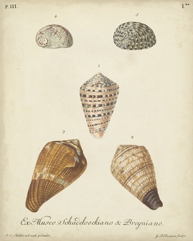 Antique Knorr Shells I