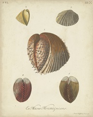 Antique Knorr Shells II