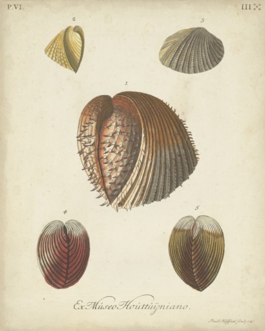 Antique Knorr Shells II