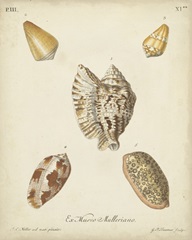 Antique Knorr Shells III