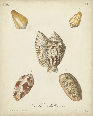 Antique Knorr Shells III