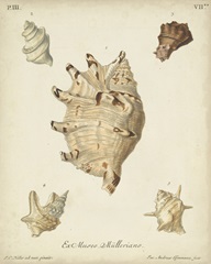 Antique Knorr Shells IV