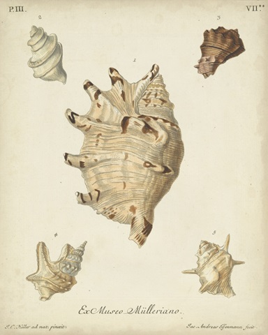 Antique Knorr Shells IV