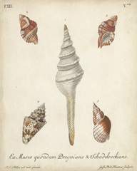 Antique Knorr Shells IX