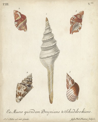 Antique Knorr Shells IX